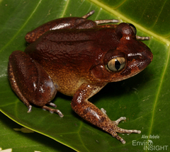 Western Night Frog photo 3