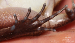 Western Night Frog photo 5
