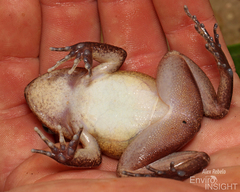 Western Night Frog photo 4