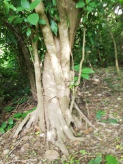 Bravaisia integerrima