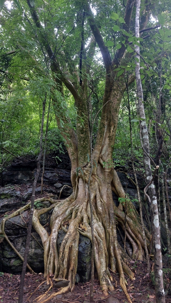 Ficus bonijesulapensis (Ficus bonijesulapensis)