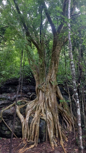 Ficus bonijesulapensis (Ficus bonijesulapensis)