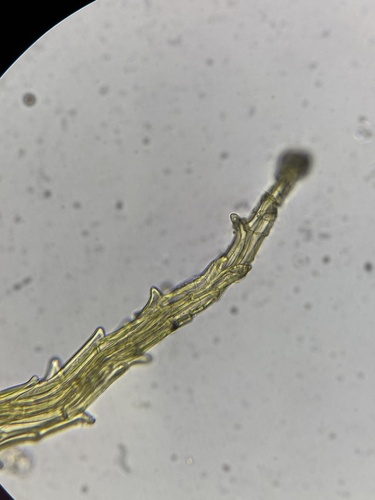 slender-toothed earth moss (Ephemerum spinulosum)