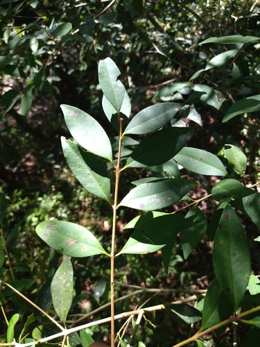 Image of Eugenia uruguayensis by no rights reserved