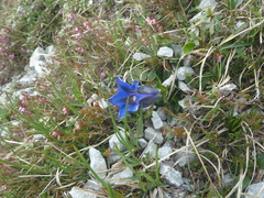 Gentiana clusii clusii