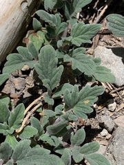 Phacelia hydrophylloides