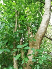 Bravaisia integerrima