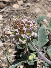 Phacelia hydrophylloides