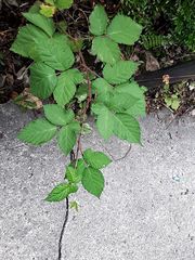Rubus