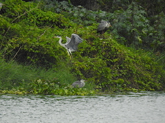 Ardea cinerea