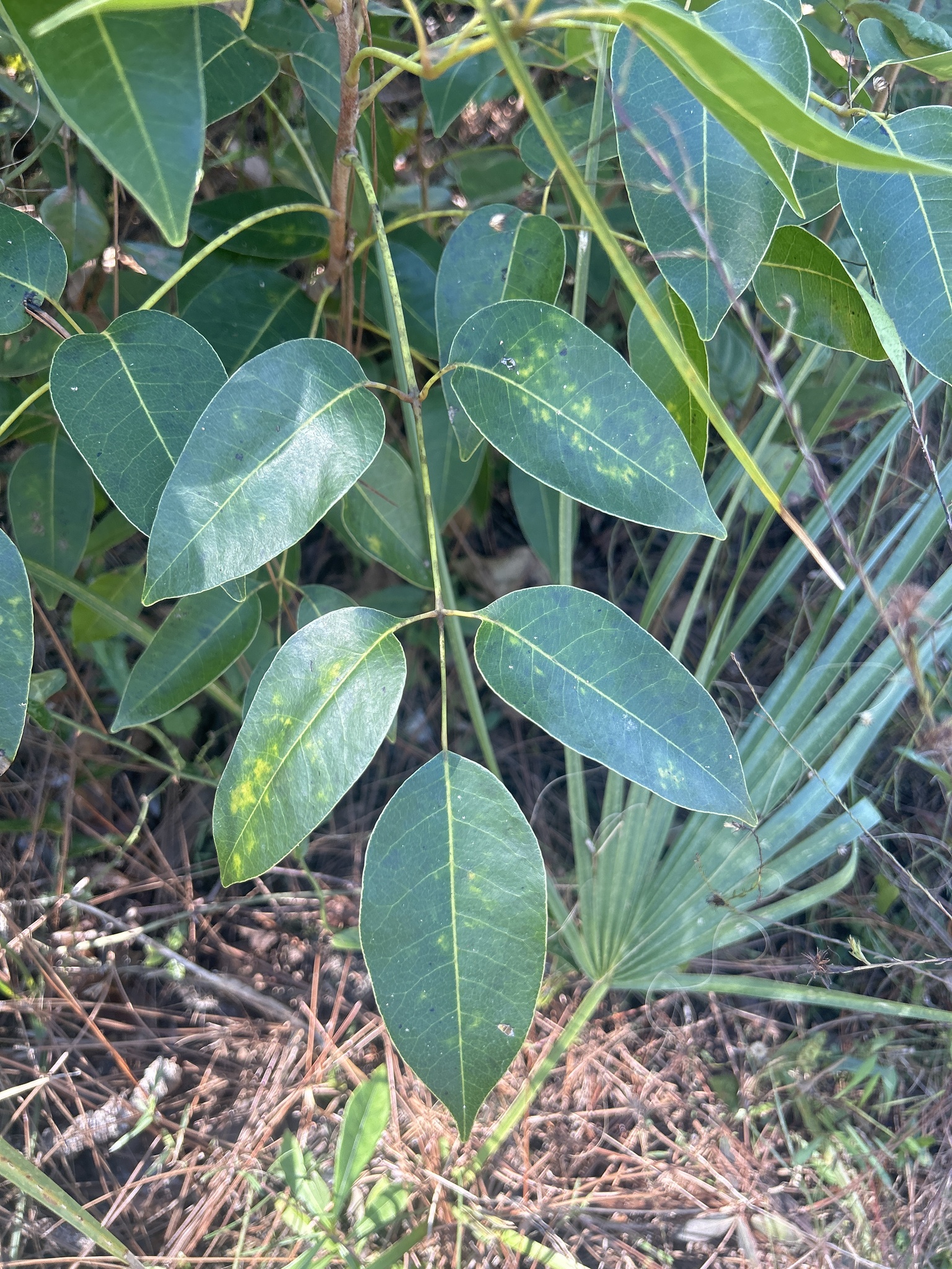 Imagem de Maçaranduba