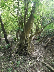 Bravaisia integerrima