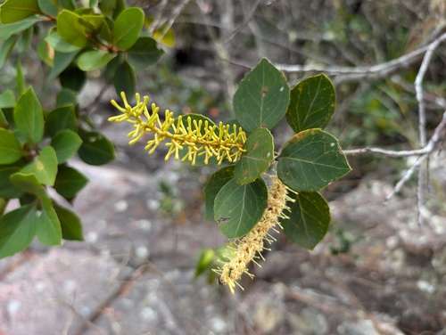 Roupala montana (Roupala montana)