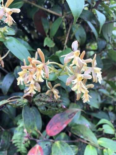Epidendrum exasperatum Rchb.f. 2