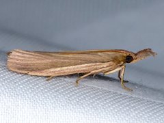 Peoria gematella