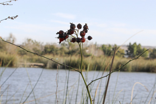 iNaturalist observation photo of California Wild Rose
