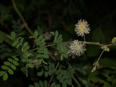Mimosa malacophylla