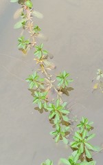 Ludwigia adscendens