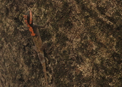 Calotes ceylonensis