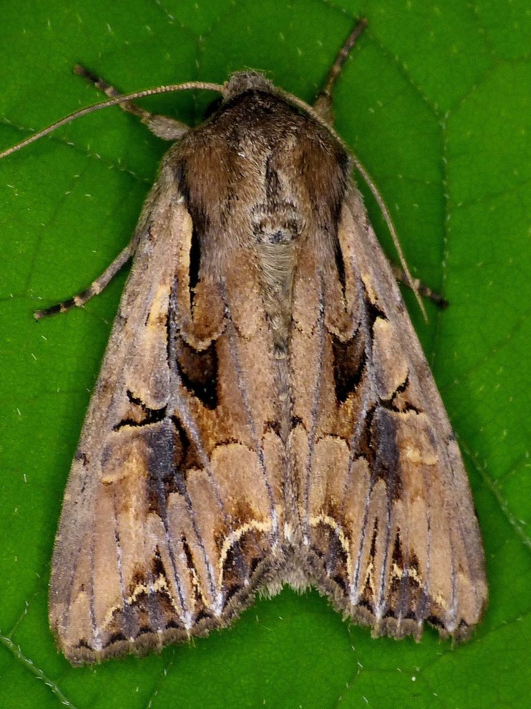 Atlantic Arches Moth
