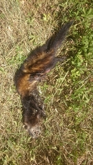 Mustela putorius