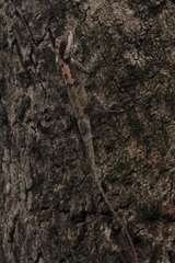 Calotes ceylonensis