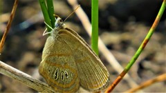 Neonympha areolatus
