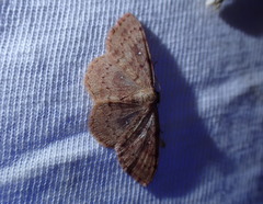 Cosymbiini