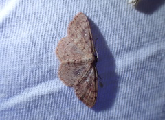 Cosymbiini