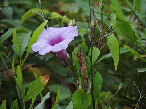 Image of Ipomoea tiliacea by (c) Fabrício Mil Homens Riella, some rights reserved (CC BY)