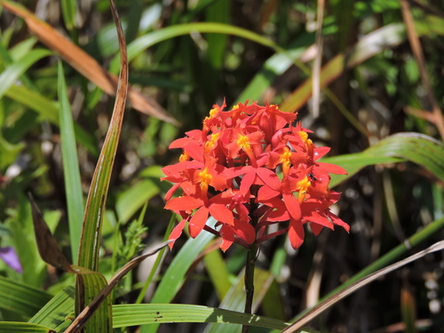 Image of Epidendrum fulgens by (c) Fabrício Mil Homens Riella, some rights reserved (CC BY)