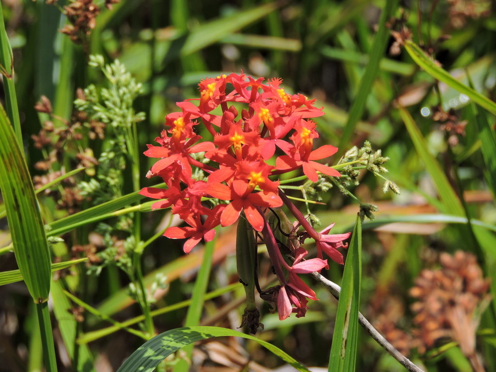 Epidendrum fulgens