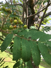 Sorbus