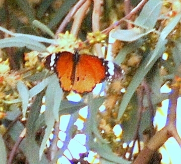 Plain Tiger Butterfly
