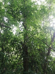 Bravaisia integerrima