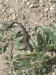 Plestiodon septentrionalis