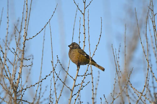 White-winged Grosbeak (Mycerobas carnipes), photo 10