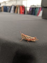 Melanoplus sanguinipes