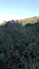 Malacothamnus fasciculatus catalinensis