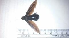 Mydas tibialis