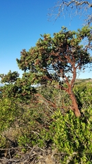 Arctostaphylos catalinae