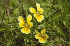 Viola lutea