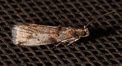 Acrobasis vaccinii
