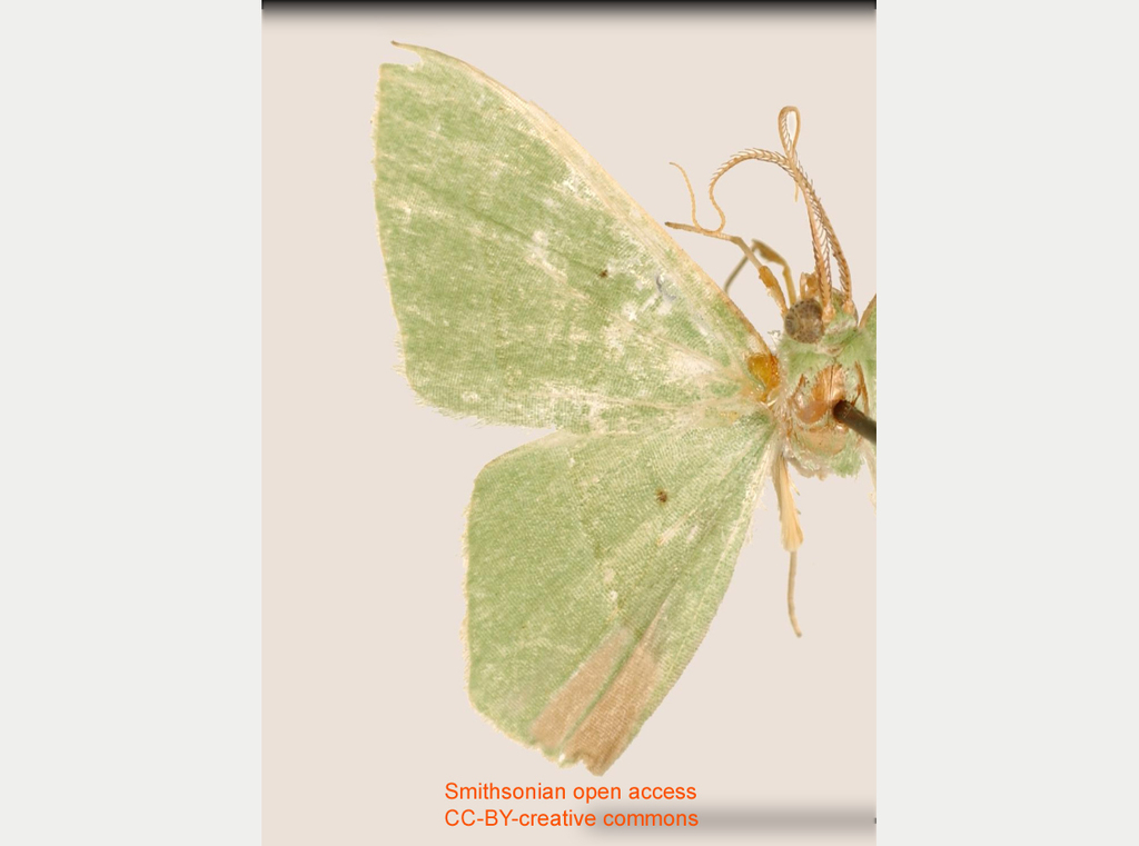 Phrudocentra oubrica