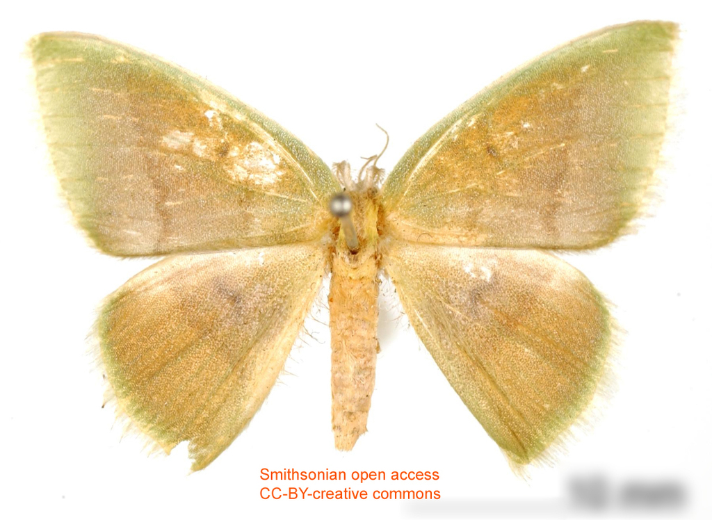 Tachychlora subfulvata
