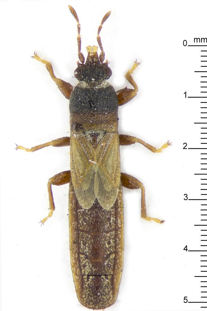 Iphicrates malayensis