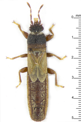 Iphicrates malayensis