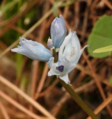 Bellevalia hyacinthoides
