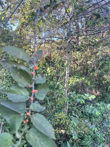 Foto de Pau-pólvora