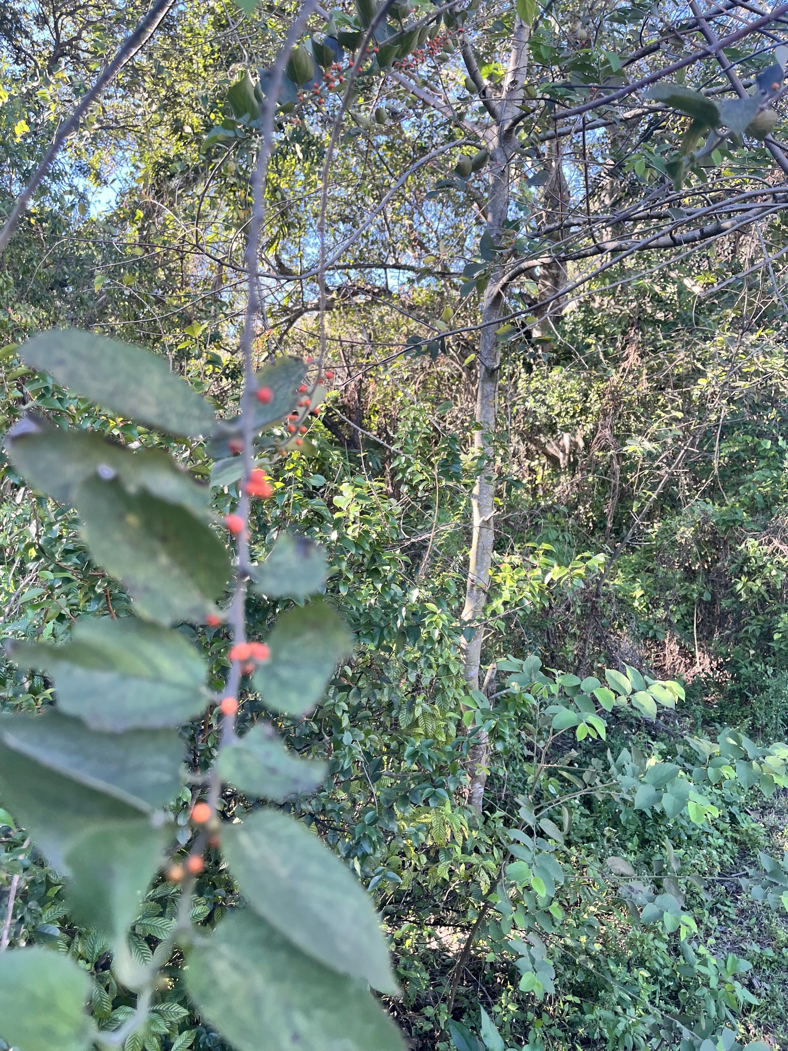 Imagem de Pau-pólvora